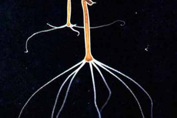 Кракен тор текст